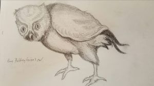 owl